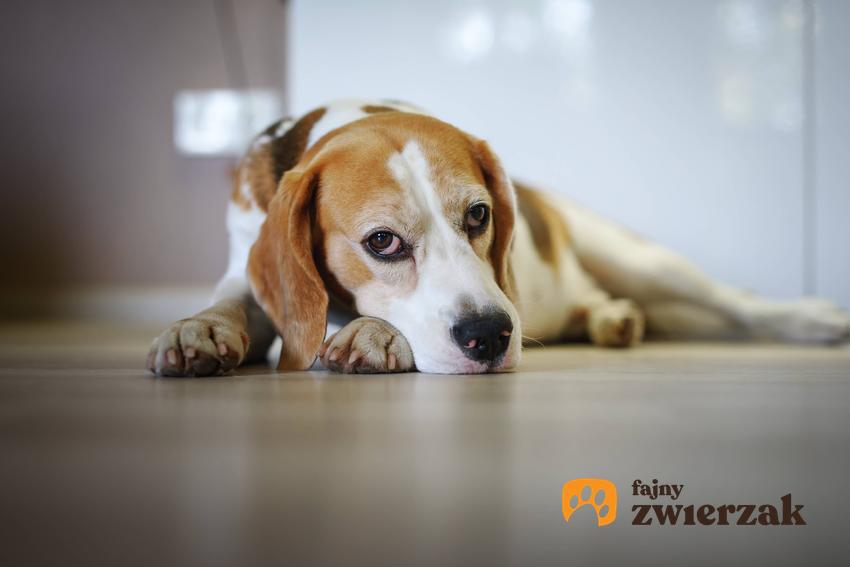 Smutny pies leżący na podłodze w domu, a także informacje, jak rozpoznać lęk separacyjny u psa krok po kroku