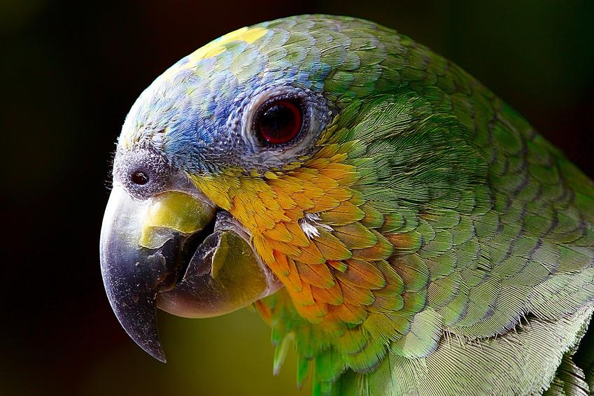 Wybór odpowiedniej klatki dla papugi, aby stworzyć komfortową przestrzeń życia