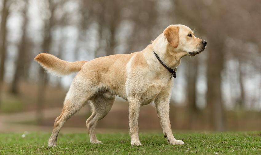 Pies rasy labrador retriever biszkoptowy podczas spaceru w parku,  a także jego charakter