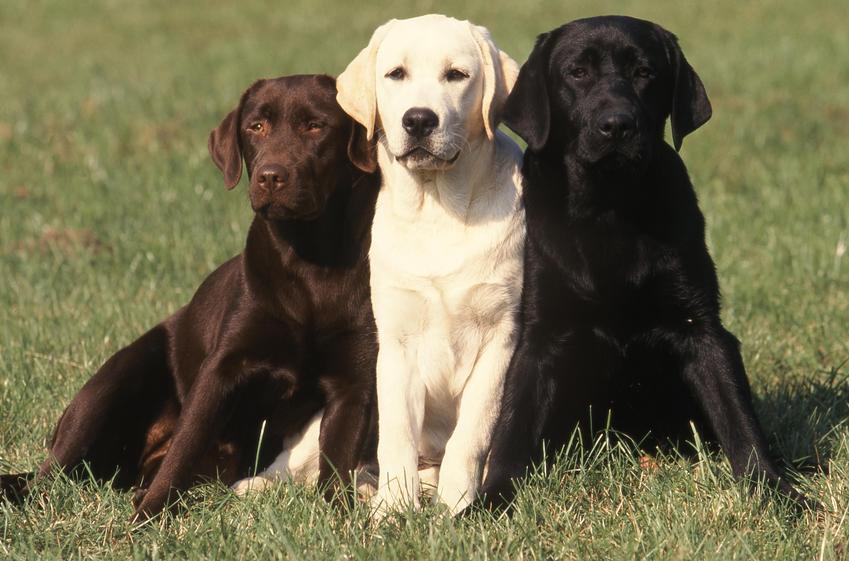 Trzy psy rasy labrador retriever, brązowy, biały i czarny, a także charakter i usposobienie rasy