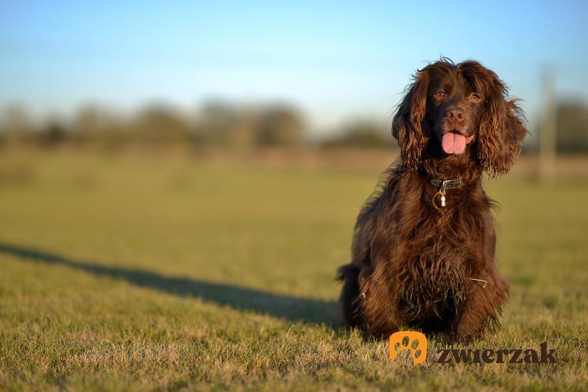 Pies rasy field spaniel na dworze, a także jego usposobienie i charakter oraz cena