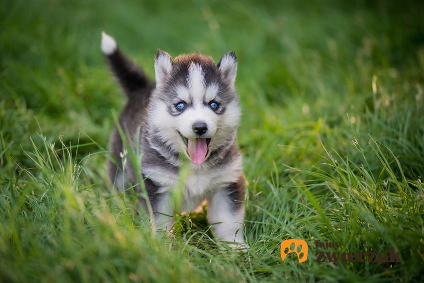 Mały pies rasy husky biegający po trawie, a także szczeniaki husky i ich wychowanie