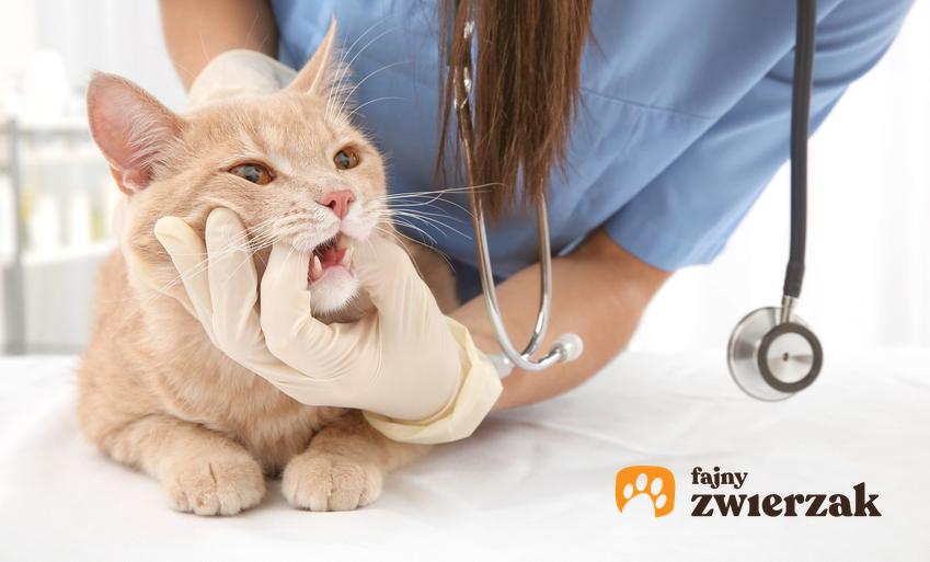 Chory kot u weterynarza, a także choroby kotów, ich charakterystyka, objawy i leczenie