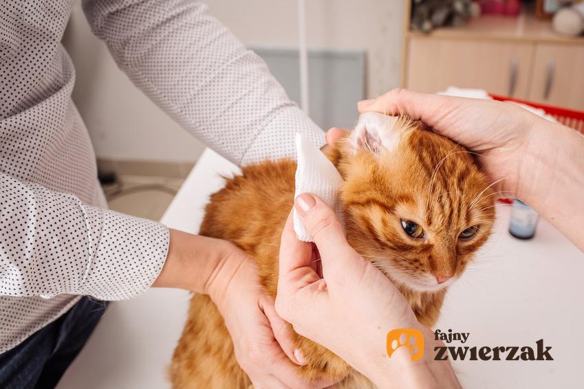 Kot u weterynarza oraz popularne choroby u kotów, których objawy warto poznać