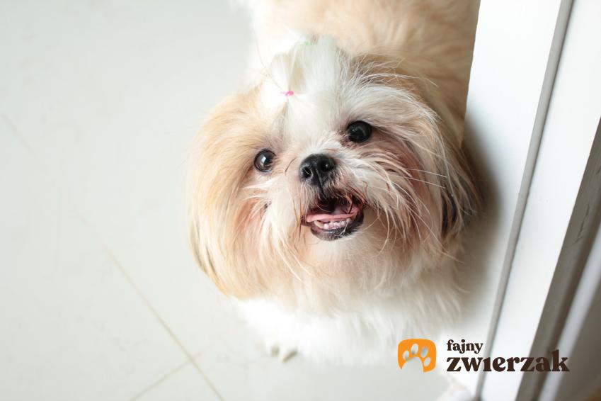 Pies rasy shih tzu patrzący na właściciela z uśmiechem, a także miniaturka shih tzu