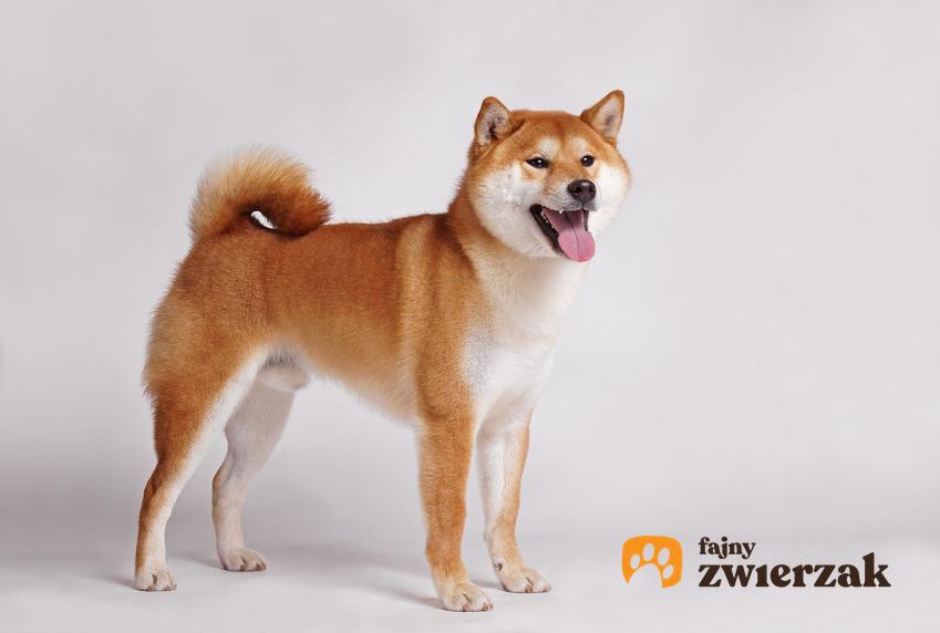 Pies rasy shiba inu na białym tle, a także opis, usposobienie i charakter shiba inu