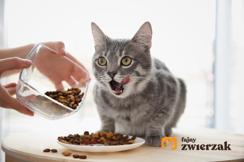 Sucha karma dla kota oraz kot i porady, jak wygląda prawidłowe żywienie kota