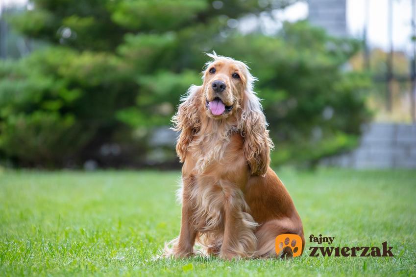 Pies rady kokiel spaniel, a dokładniej cocker spaniel siedzący na trawniku oraz jego charakter i usposobienie