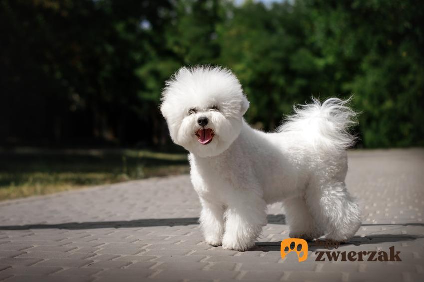 Pies rasy bichon frise stojący na ścieżce podczas spaceru, a także najmniejsze rasy psów znane w Polsce