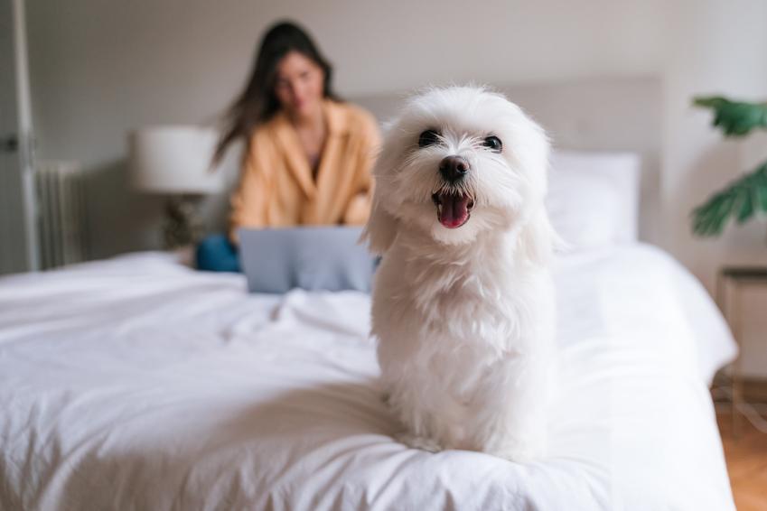 Pies rasy maltańczyk siedzący na łóżku w sypialni, a także polecane rasy małych psów do mieszkania