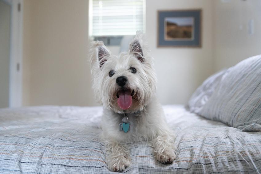 Pies rasy west highland white terrier na łóżku w sypialni, a także polecane rasy małych psów do mieszkania