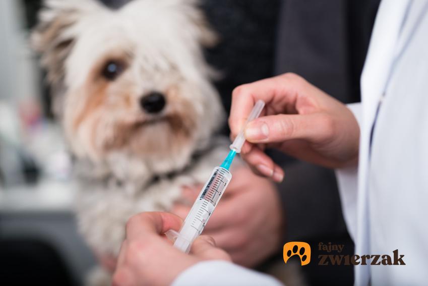Pies i weterynarz trzymający strzykawkę, czyli szczepienia szczeniaka i ważne porady