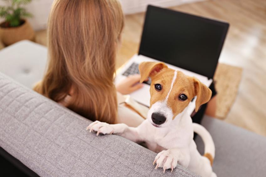 Pies rasy jack russell terrier oraz jego pani z komputerem w tle, a także jego usposobienie