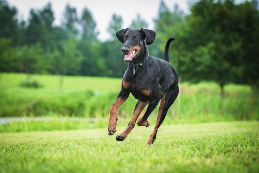 Pies rasy doberman biegający i podskakujący na trawniku, a także informacje i charakter