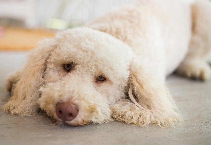 Pies rasy labradoodle australijski leżący na podłodze oraz jego opis i charakter krok po kroku