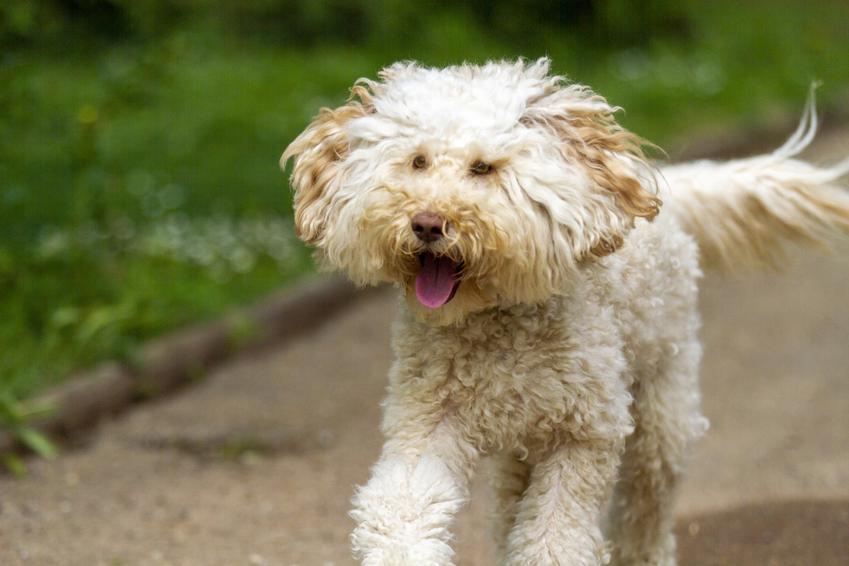 Pies rasy labradoodle australijski podczas spaceru, a także jego opis, charakter i ceny w Polsce