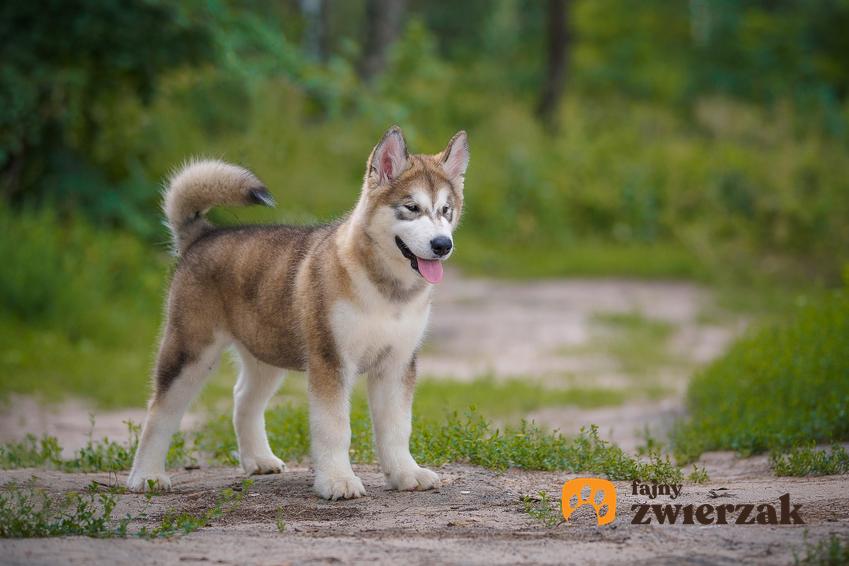 Pies rasy alaskan malamute podczas spaceru w lesie, a także jego charakter i cena