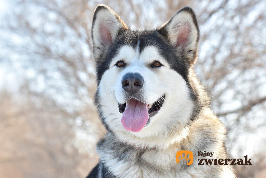 Pies rasy alaskan malamute na tle drzew w czasie spaceru, a także jego usposobienie i wychowanie