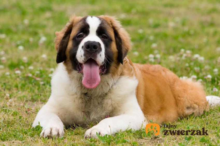 Pies rasy bernardyn leżący na trawie, a także cena bernardyna z hodowli