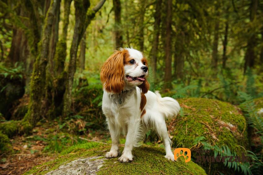 Pies rasy cavalier king charles spaniel stojący w lesie, a także usposobienie cavalier spaniela