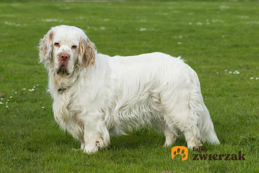 Pies rasy clumber spaniel stojący na trawniku, a także jego charakter i usposobienie