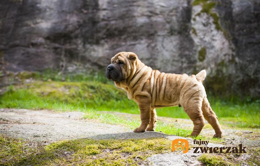 Pies rasy shar pei miniaturka podczas spaceru na dworze, a także czy istnieje taka rasa