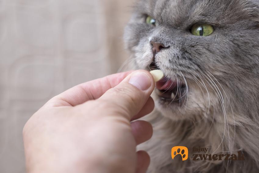 Kot przyjmujący lek, a także tabletki antykoncepcyjne dla kota i antykoncepcja kotki