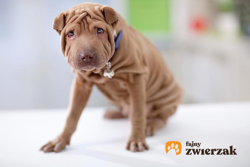 Pies rasy shar pei siedzący w domu, czyli pomarszczony pies z pomarszczoną skórą