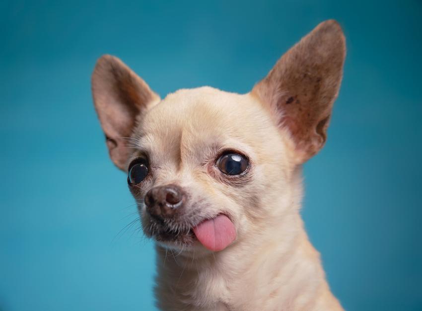 Chiwawa, czyli pies chihuahua z językiem na wierzchu na niebieskim tle