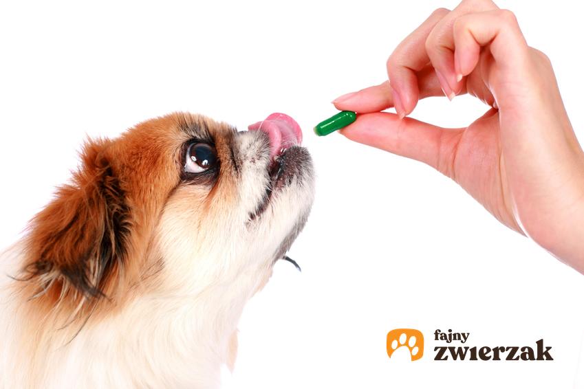 Pies przyjmujący tabletkę, czyli tabletki na odrobaczanie psa Drontal i ich stosowanie