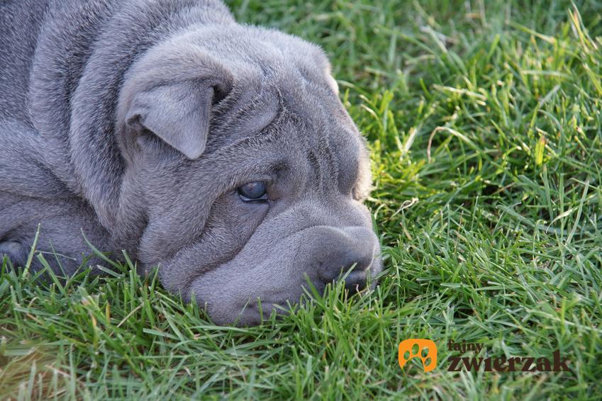 Pies rasy shar pei niebieski leżący na trawie i pomarszczone psy oraz ich charakter