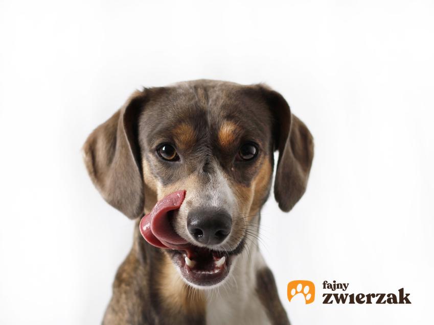 Pies z językiem na wierzchu na białym tle oraz odpowiedzi, czy jak widzi pies i czy psy widzą kolory