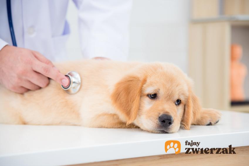 Pies leżący na stole u weterynarza, a także ropomacicze u suki, jego objawy i leczenie