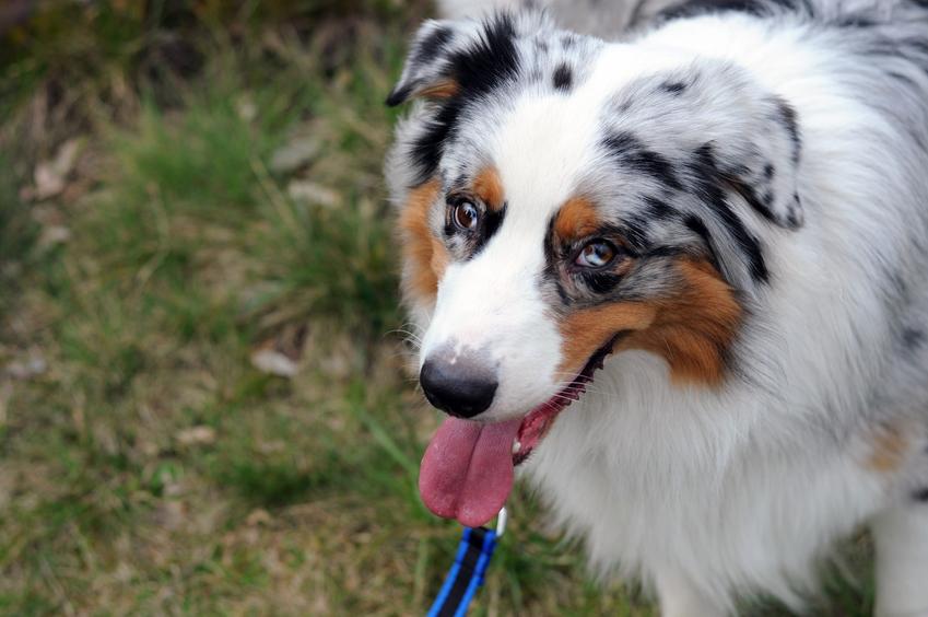 Pies rasy owczarek australijski podczas spaceru, a także psy aussie i ich charakter