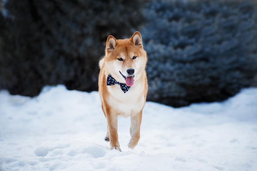 Pies rasy shiba inu chodzący po śniegu, a także charakter, usposobienie i hodowla rasy
