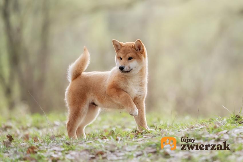 Pies rasy shiba inu podczas spaceru po lesie, a także cena shiba inu w Polsce