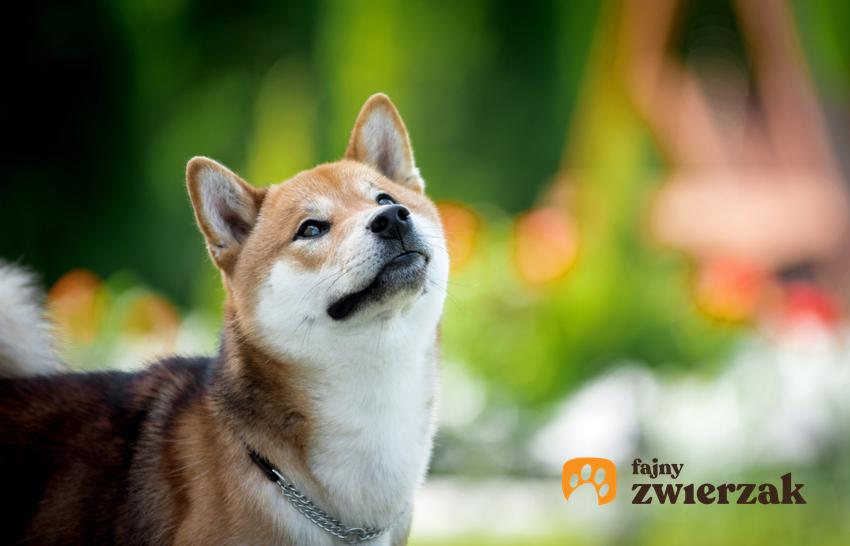 Pies rasy shiba inu na zdjęciu portretowym, a także cena shiba inu i charakter