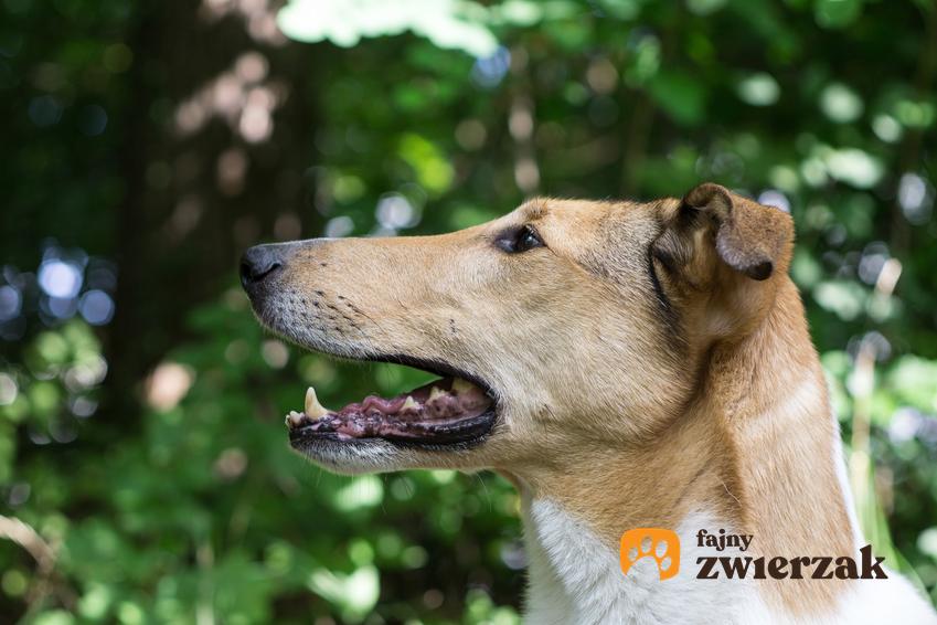 Pies rasy owczarek szkocki krótkowłosy podczas spaceru na tle zieleni oraz charakter rasy