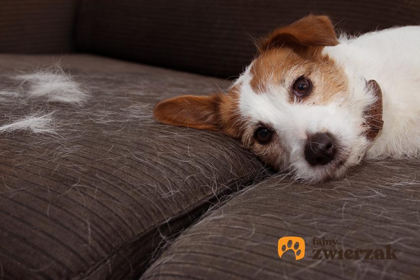 Pies zostawiający sierść na kanapie oraz psy dla alergików i polecany pies dla alergika