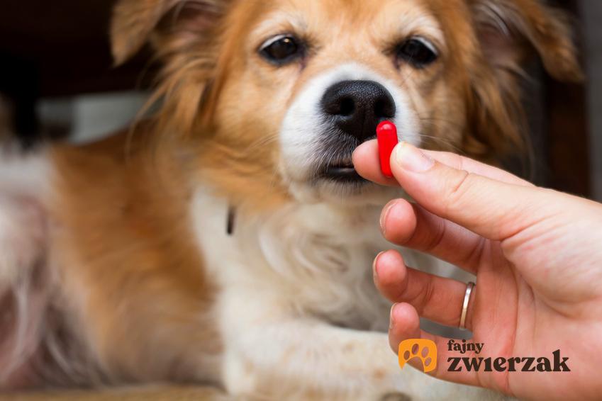 Pies przyjmujący tabletkę, czyli odrobaczanie psa i porady jak często odrobaczać psa