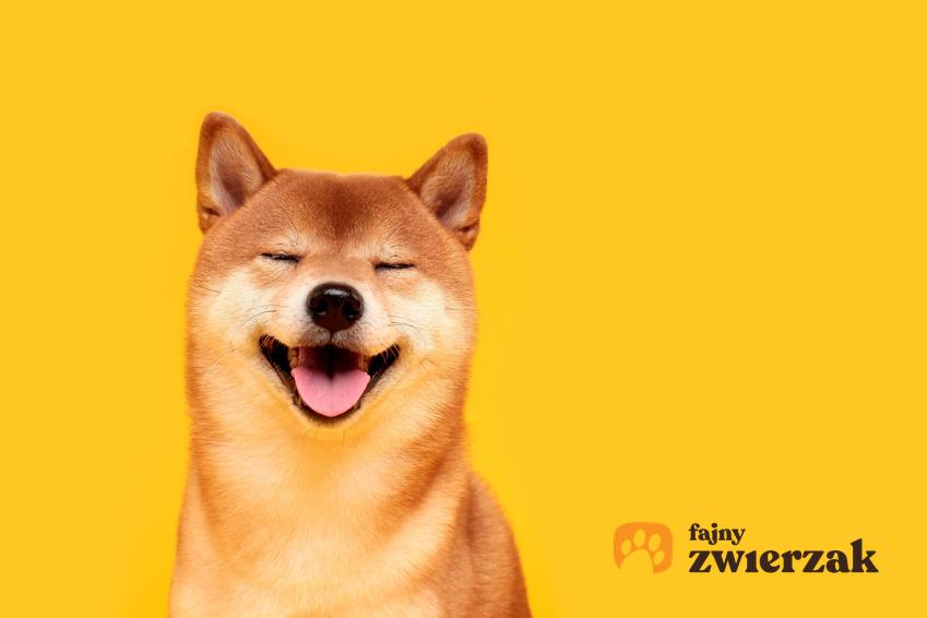 Pies rasy shiba inu na żółtym tle, a także jego zdjęcia i memy w internecie