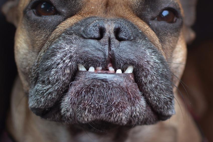 Pies bokser i zbliżenie na jego pysk, a także charakter i opis rasy