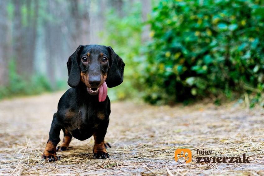 Pies rasy jamnik miniaturka w czasie spaceru na tle zieleni oraz jego charakter