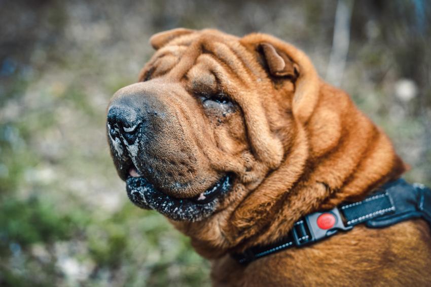 Pies rasy shar pei na smyczy w czasie spaceru, a także jego charakter i hodowla