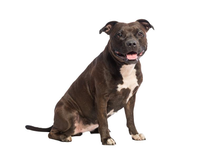 Pies pitbull na białym tle oraz usposobienie, opis i hodowle psów tej rasy
