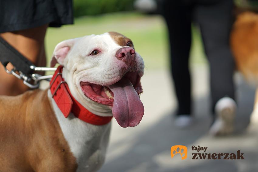 Pies rasy pitbull red nose na smyczy w czasie spaceru, a także jego charakter i cena