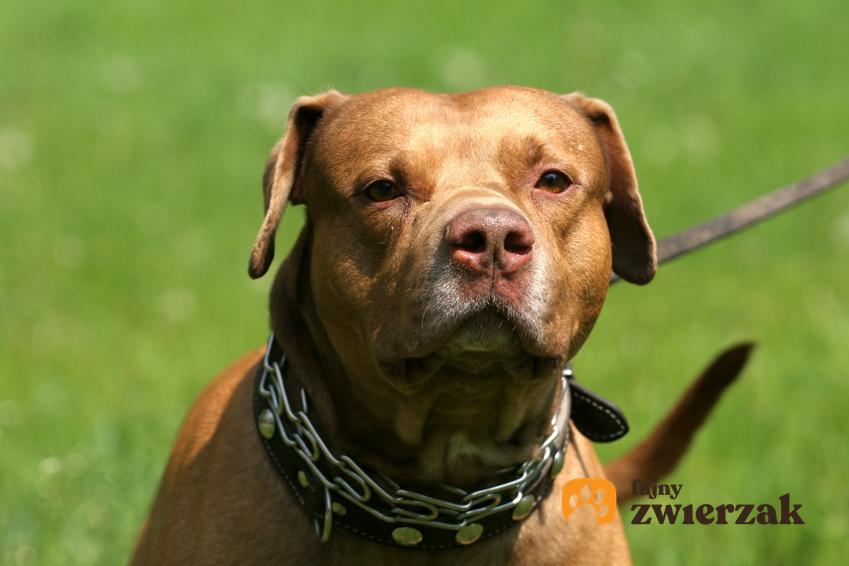 Pies rasy pitbull red nose na tle zieleni w czasie spaceru oraz jego hodowle i cena