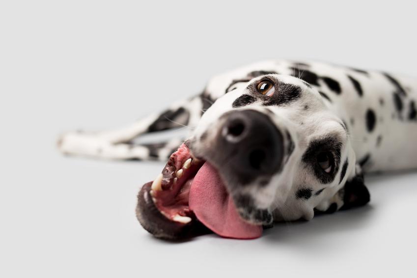 Pies rasy dalmatyńczyk leżący z językiem na wierzchu, a także opis rasy i cena