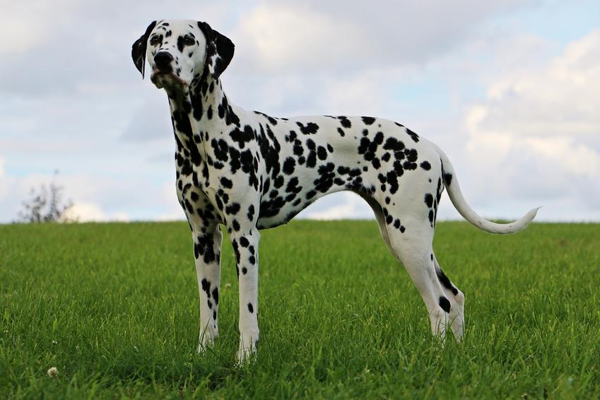 Pies rasy dalmatyńczyk stojący na trawie na tle niebia, a także jego charakter i usposobienie