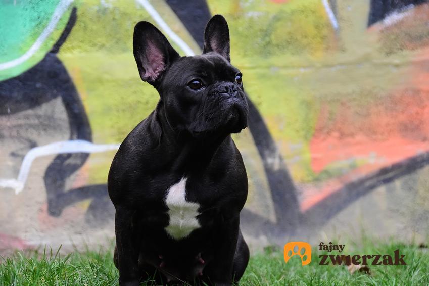 Czarny pies rasy buldog francuski na tle graffiti, a także cena buldoga francuskiego i cena małego buldoga